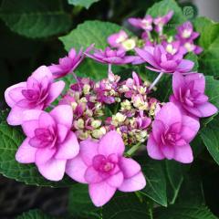 �\��̔� �A�W�T�C �ږ�� �s���N 10.5cm�|�b�g �q�~�R ���� KAMO�Z���N�V���� �n�C�h�����W�A �c �ԕc �c�� �������� ���z�� okd 3����