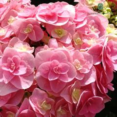 �A�W�T�C ���� �s���N 10.5cm�|�b�g ���C�I�E �n�C�h�����W�A �c �ԕc �c�� �������� ���z�� okd