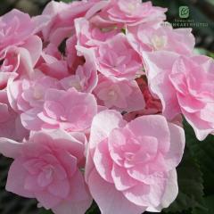 �A�W�T�C ���S �s���N 10.5cm�|�b�g �R�C�S�R�� ���� KAMO�Z���N�V���� �n�C�h�����W�A �c �ԕc �c�� �������� ���z�� okd