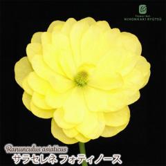 ���i���L�����X �����h�Z�� �c �T���Z���l �t�H�e�B�m�[�X 10.5cm�|�b�g �V�䉀�| �h���� �ԕc �K�[�f�j���O �c rnd