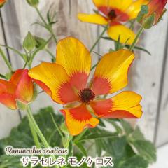 ���i���L�����X �����h�Z�� �c �T���Z���l ���m�P���X 10.5cm�|�b�g �V�䉀�| �h���� �ԕc �K�[�f�j���O �c rnd