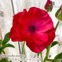 ���i���L�����X �����h�Z�� �c �T���Z���l �W���V���^ 10.5cm�|�b�g �V�䉀�| �h���� �ԕc �K�[�f�j���O �c rnd