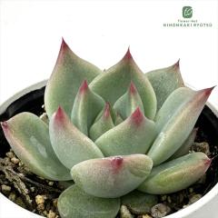 �����A�� hm�G�P�x���A �K�[�l�b�g�l�C�� �����A�� �G�P�x���A 6cm�|�b�g