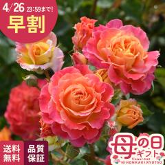 �_ ���� �^ ��̓� �v���[���g �o�� ���T �I���G���e�B�X �V�����[�� �i��o�^�o�蒆 6���� �������� ��̓��M�t�g �K�N �� ���A�� unu 