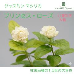 �W���X�~�� �c ���d�炫 ��� �}�c���J �v�����Z�X���[�Y 9cm�|�b�g �仉� �o���炫 ���d �n�[�u�c Herb exp