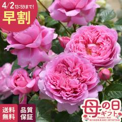 �_ ���� �^ ��̓� �v���[���g �o�� ���T �I���G���e�B�X �v���}���B�X�^ �i��o�^�o�蒆 6���� �������� ��̓��M�t�g �K�N �� ���A�� u