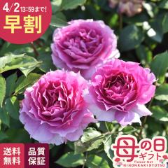 �_ ���� �^ ��̓� �v���[���g �o�� ���T �I���G���e�B�X �V�F�G���U�[�h �o�^�i�� 6���� �������� ��̓��M�t�g �K�N �� ���A�� unu ��