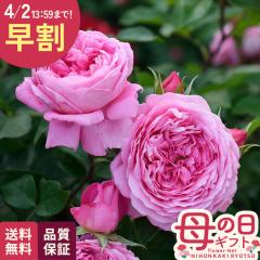 �_ ���� �^ ��̓� �v���[���g �o�� �f���o�[�� �t���S�i�[�� �o�^�i�� 6���� �������� ��̓��M�t�g �K�N �� ���A�� unu ���{�ԃL����