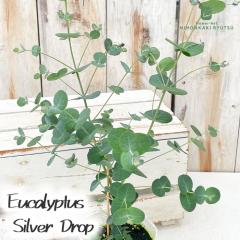 ���[�J�� �c  �V���o�[�h���b�v 9cm�|�b�g �V���{���c���[ �c�� �Ԗ� �n�[�u�c Herb