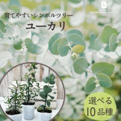 �I�ׂ郆�[�J�� 9cm�|�b�g �V���{���c���[ �c�� �Ԗ� �n�[�u�c Herb ghy