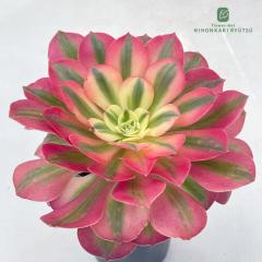�����A�� ca�A�G�I�j�E�� ���b�h�E�B�b�` �����A�� �A�G�I�j�E�� 7.5cm�|�b�g pic