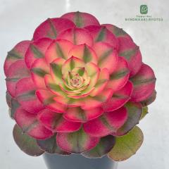 �����A�� ca�A�G�I�j�E�� ���C�` �����A�� �A�G�I�j�E�� 7.5cm�|�b�g pic