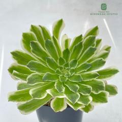 �����A�� ca�A�G�I�j�E�� �O���[���E�F�[�u �����A�� �A�G�I�j�E�� 7.5cm�|�b�g pic