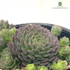 �����A�� se���X�����A �A�g�~�[ �����A��  7.5cm�|�b�g