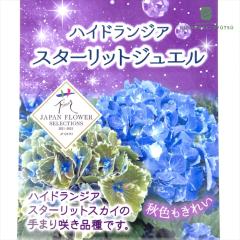 �A�W�T�C �X�^�[���b�g�X�J�C �W���G�� 10.5cm �o�^�i�� �n�C�h�����W�A �c �ԕc �c�� �������� ���z��