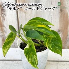 �ϗt�A�� �|�g�X �e���m No.029 �S�[���h�W���b�N 8cm�|�b�g �ϗt�A�� ���^ ������ ���� ���蕨 �v���[���g �C���e���A �������