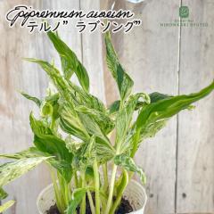 �ϗt�A�� �|�g�X �e���m No.018 ���u�\���O 8cm�|�b�g �o�^�i�� �ϗt�A�� ���^ ������ ���� ���蕨 �v���[���g �C���e���A ������� �o�^