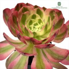 �����A�� ca�A�G�I�j�E�� �E�W �����A�� �A�G�I�j�E�� 7.5cm�|�b�g pic