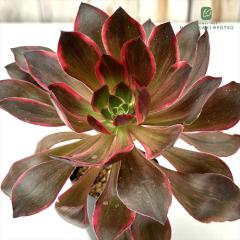 �����A�� ca�A�G�I�j�E�� �f�[�����A�C �����A�� �������� �A�G�I�j�E�� 7.5cm�|�b�g pic