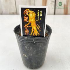 ����l�Q �c 7.5cm�|�b�g 2�N���c ���\�̗�� �R�E���C�j���W�� ��ؕc �ƒ�؉�