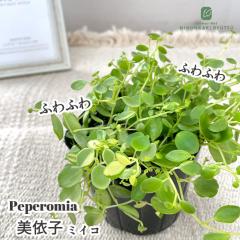 �ϗt�A�� �y�y���~�A �~�C�R 9cm�|�b�g ���ˎq �ϗt�A�� ���^ ������ ���� ���蕨 �v���[���g �C���e���A ������� �o�^�i��