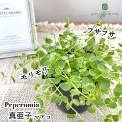 �ϗt�A�� �y�y���~�A �}�A�R 9cm�|�b�g �^���q �ϗt�A�� ���^ ������ ���� ���蕨 �v���[���g �C���e���A ������� �o�^�i��