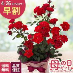 �_ ���� �^ ��̓� �v���[���g �o�� �X�C�[�g�}�U�[ 6���� �������� ��̓��M�t�g �� ���A�� ���{�ԃL����