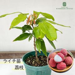 ���C�` �c 䫎} 5���� �������� ���C�`�[ ���C�V �ږؕc �c�� �ʎ��c