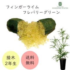 �t�B���K�[���C�� �t���o���[�O���[�� 7���� 2�N���c �c�� �ʎ��c �������� �t�B���K�[���C���W���p�� flj