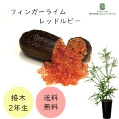 �t�B���K�[���C�� ���b�h���r�[ 7���� 2�N���c �c�� �ʎ��c �������� �t�B���K�[���C���W���p�� flj