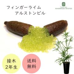 �t�B���K�[���C�� �A���X�g���r�� 7���� 2�N���c �c�� �ʎ��c �������� �t�B���K�[���C���W���p�� flj