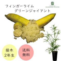 �t�B���K�[���C�� �O���[���W���C�A���g 7���� 2�N���c �c�� �ʎ��c �������� �t�B���K�[���C���W���p�� flj