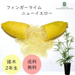�t�B���K�[���C�� �j���[�C�G���[ 7���� 2�N���c �c�� �ʎ��c �������� �t�B���K�[���C���W���p�� flj