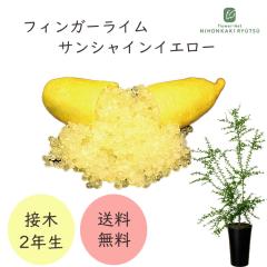�t�B���K�[���C�� �T���V���C���C�G���[ 7���� 2�N���c �c�� �ʎ��c �������� �t�B���K�[���C���W���p�� flj