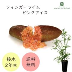 �t�B���K�[���C�� �s���N�A�C�X 7���� 2�N���c �c�� �ʎ��c �������� �t�B���K�[���C���W���p�� flj