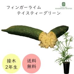 �t�B���K�[���C�� �e�C�X�e�B�[�O���[�� 7���� 2�N���c �c�� �ʎ��c �������� �t�B���K�[���C���W���p�� flj