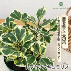 �ϗt�A�� �t�B�J�X �g���C�A���M�������X �X�E�B�[�g�n�[�g 4���� �ϗt�A�� ���^ ������ ���� ���蕨 �v���[���g �C���e���A �������