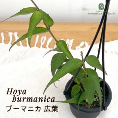 �\��̔� �ϗt�A�� �z�� �u�[�}�j�J �L�t 3���݂蔫 �������� �ϗt�A�� ���^ ������ ���� ���蕨 �v���[���g �C���e���A ������� grb 9