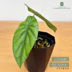 �ϗt�A�� �A���J�V�A �N���y�I���^ 3.5���� �ϗt�A�� ���^ ������ ���� ���蕨 �v���[���g �C���e���A ������� hrd