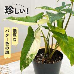 �ϗt�A�� �� ������ �V���S�j�E�� �o�^�[�}�[�u�� 4���� �ϗt�A�� ���A ������ ���^ ������ ���� ���蕨 �v���[���g �C���e���A ������