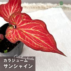 �ϗt�A�� �J���W���[�� �T���V���C�� 10.5cm�|�b�g �ϗt�A�� ���^ ������ ���� ���蕨 �v���[���g �C���e���A ������� ktu