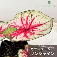 �ϗt�A�� �J���W���[�� �g�b�c�B 10.5cm�|�b�g �ϗt�A�� ���^ ������ ���� ���蕨 �v���[���g �C���e���A ������� ktu