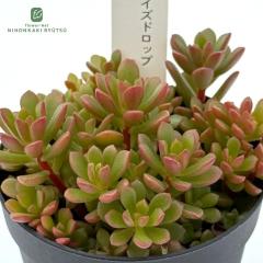 �����A�� hst�Z�_�� �W���C�Y�h���b�v �����A�� ���Ԃ₳��c �Z�_�� 7.5cm�|�b�g