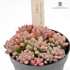 �����A�� hst�Z�_�� �X�v�����O�����_�[�~�����S �����A�� ���Ԃ₳��c �Z�_�� 7.5cm�|�b�g