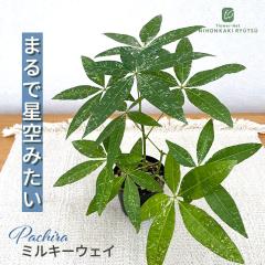 �ϗt�A�� ������ �p�L�� �~���L�[�E�F�C �}���� 3���|�b�g �������� �� ������ �ϗt�A�� ���^ ������ ���� ���蕨 �v���[���g �C���e��