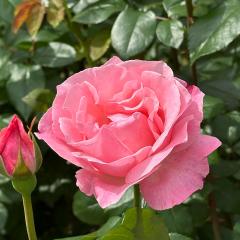 \̔ oc oc  NC[GUxX lG炫 KN ΂ sN troe 12{ȍ~