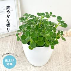 山野草）カンアオイ（寒葵）亀甲葉 センカクカンアオイ 3号（1ポット