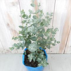 ���[�J�� �c �O�j�[ 10.5cm�|�b�g �V���{���c���[ �c�� �Ԗ� �n�[�u�c Herb