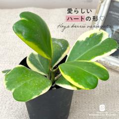 山野草）カンアオイ（寒葵）亀甲葉 センカクカンアオイ 3号（1ポット