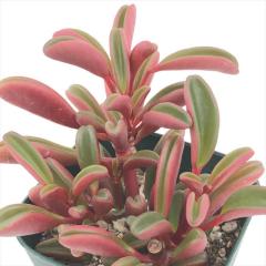 �����A�� ca�y�y���~�A �O���x�I�����X �����A�� 9cm�|�b�g